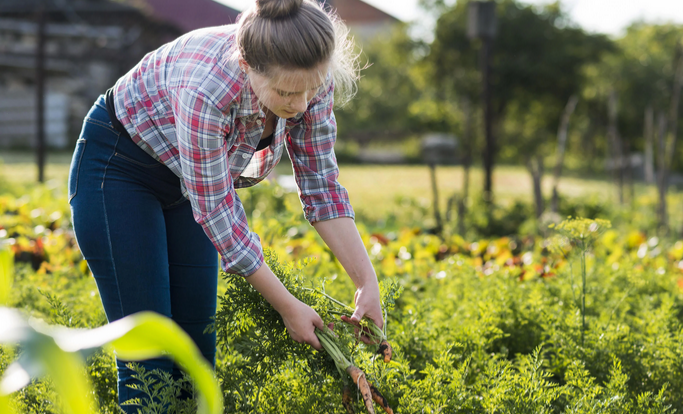 Ernte in der Bretagne